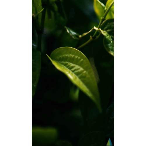 Sidhara Betta Herbals Piper Betle (Betel Nut) Leaves Powder (15g)