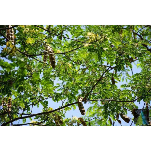 Sidhara Betta Herbals Albizia Lebbeck (Bilvara) Bark Powder (15g)