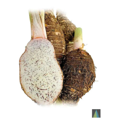 Sidhara Betta Herbals Colocasia Esculenta (Taro And Kesavu) Roots Powder (15g)