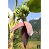 Sidhara Betta Herbals Banana Flower Powder (15g)