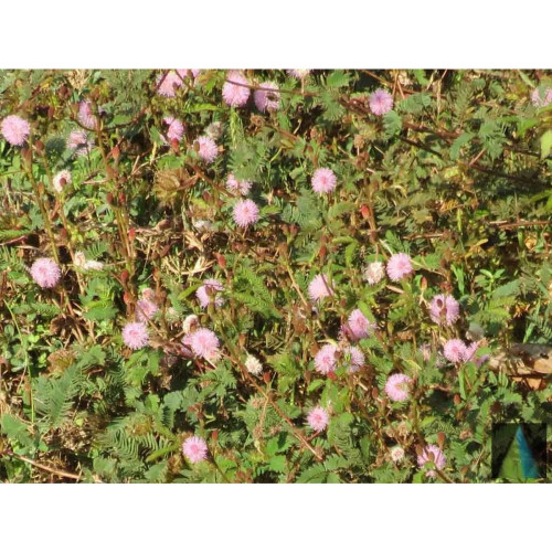 Sidhara Betta Herbals Mimosa Pudica (Touch Me Not) Whole Plant Powder (15g)