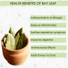 Hillpure Organic Bay Leaf (Tej Patta) (100g)